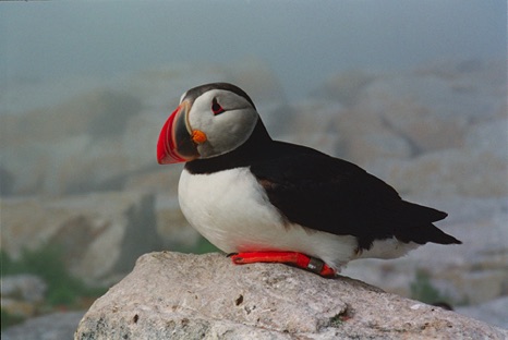 Atlantic Puffin - NHP183 Atlantic Puffin - NHP183
